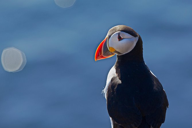 Puffin Cruise With Expert Tour Guide From Reykjavik - Puffin Sighting Excitement