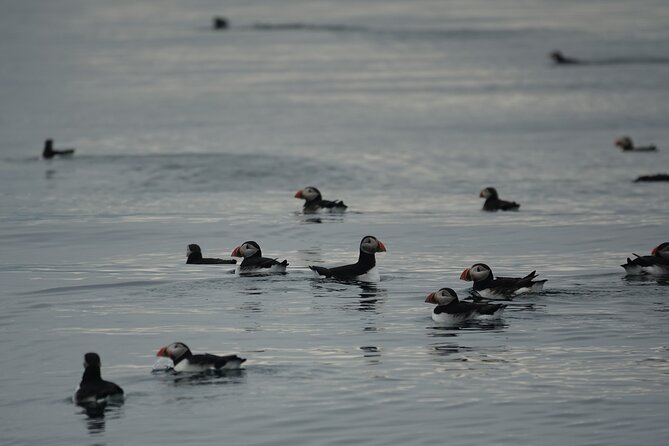 Puffin Observation by Boat From Reykjavik Old Harbour - Reviews