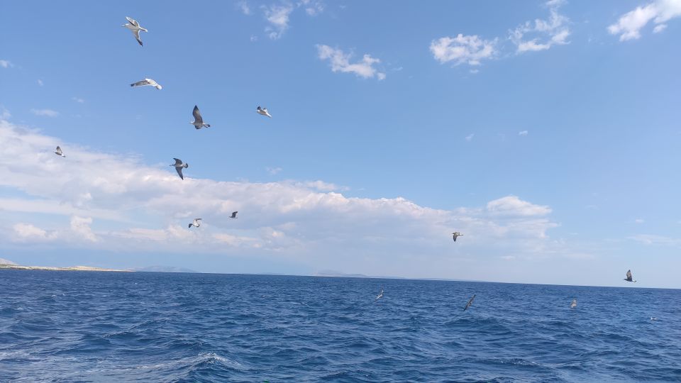 Punat: Krk Archipelago Half-Day Boat Tour - European Vultures and Panoramic Views