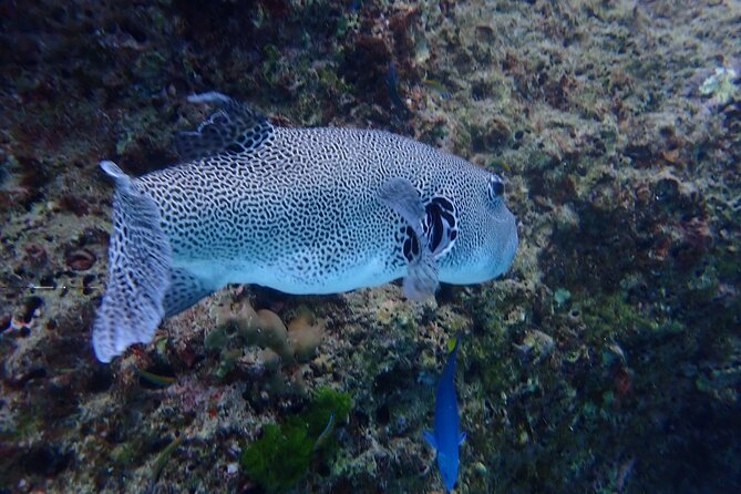 Racha and Coral With Speed Boat Sucuba Dvining With Photo/ Video - Contact Details Provided