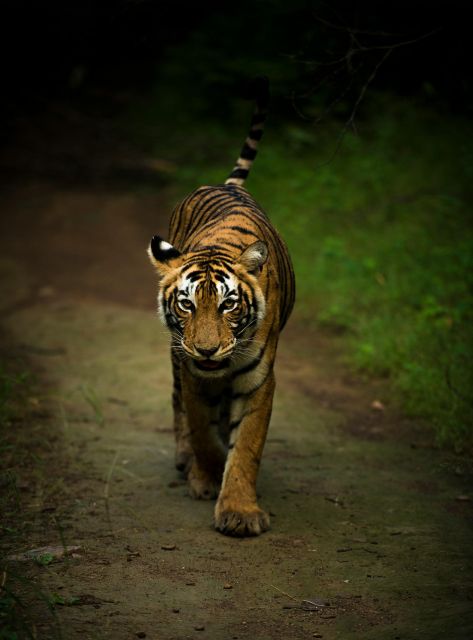 Ranthambore Safari by Canter ( 20 Seater Bus) - Booking Options and Recommendations