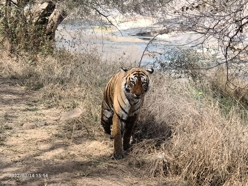 Ranthambore Safari by Canter ( 20 Seater Bus) - Common questions