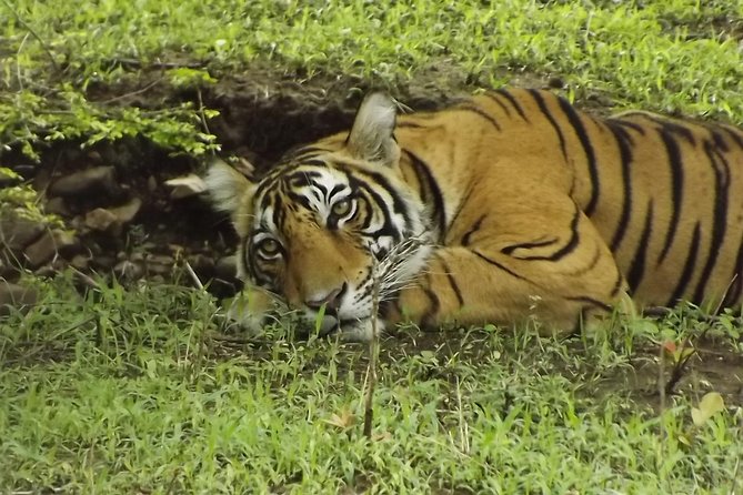 Ranthambore Tiger Safari Day Trip From Jaipur - All Inclusive - Common questions
