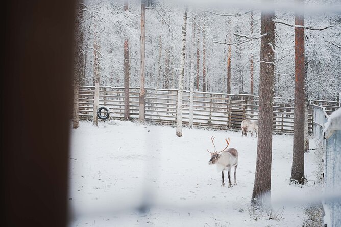 Ranua Wildlife Park Day : Visit the Arctic Animals! - Visitor Guidelines