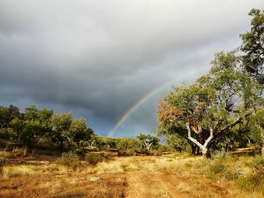 Redondo: Walk in the Cork Forest With Lunch & Wine Tasting - Booking Details