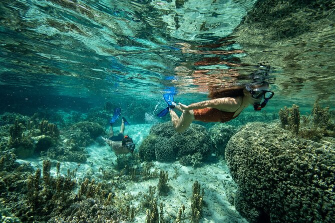 Reef Discovery Luxury Private Snorkeling Lagoon Tour - Price Details