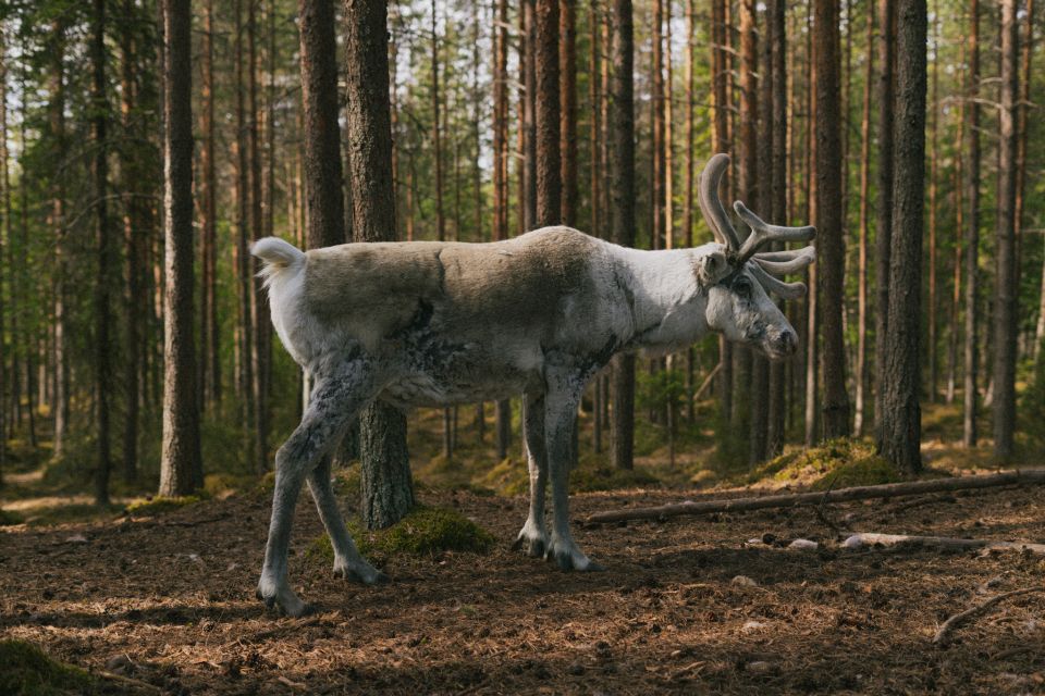 Reindeer Farm Visit With Professional Photographer - Meet Your Tour Guide, Mathias
