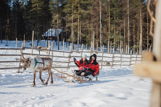 Reindeer Farm Visit With Sledge Ride - Customer Reviews