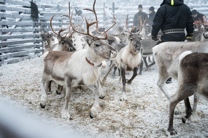 Reindeer Husbandry Experience in Levi - Common questions