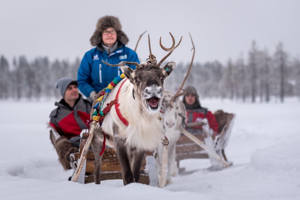 Reindeer Safari and Visit to Reindeer Farm - Technology and Preferences