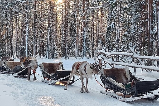 Reindeer Sleigh Ride Forest Safari - Assistance and Support