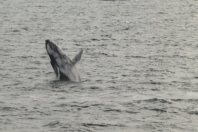 Reykjavik: Minke and Humpback Whale-Watching Tour - Tour Inclusions