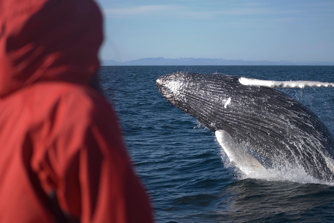 Reykjavik Puffins and Whale-Watching Boat Tour - Booking Policies and Refunds