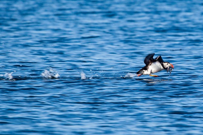 Reykjavik Shore Excursion: Puffin Sightseeing Cruise - Customer Feedback and Reviews