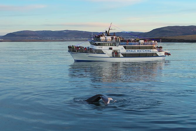 Reykjavik Shore Excursion: Whale-Watching Cruise - Meeting and Pickup