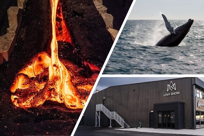 Reykjavik Whale Watching and Lava Show - Last Words