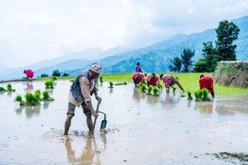 Rice Planting in Nepal - Last Words