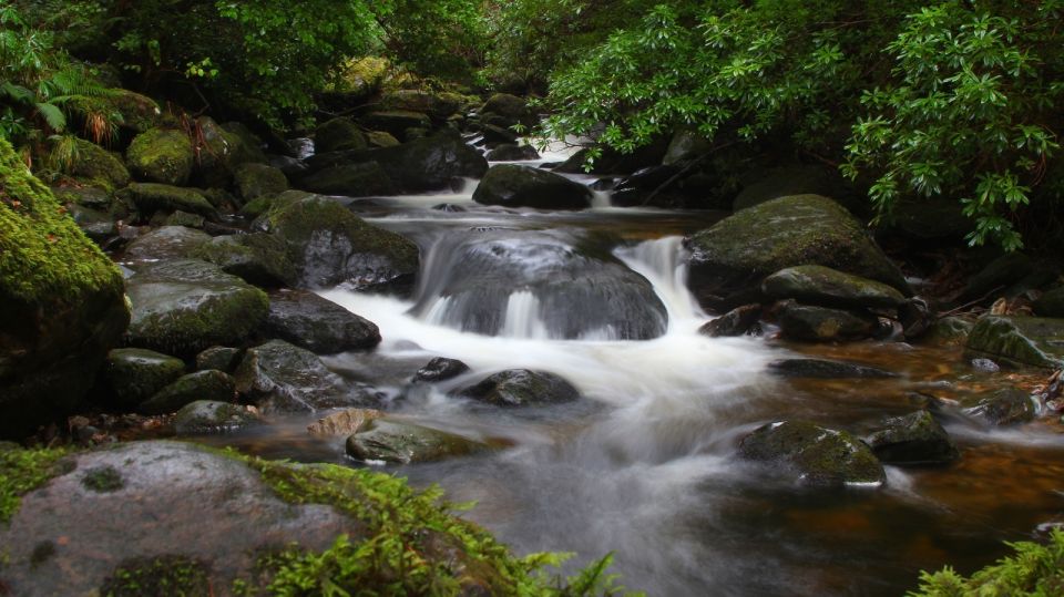 Ring of Kerry Full-Day Tour From Limerick - Participant Information