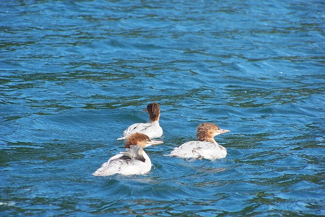 River of Golden Dreams Canoe and Kayak Self Guided Excursion - Wildlife Encounters