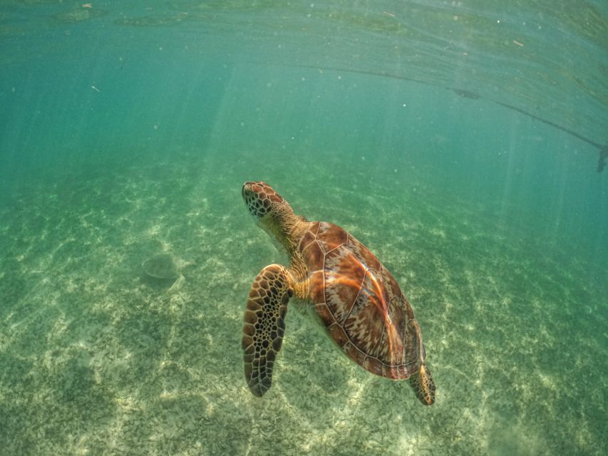 Riviera Maya: Turtles Encounter at Akumal Beach - Review Summary for Turtle Encounter