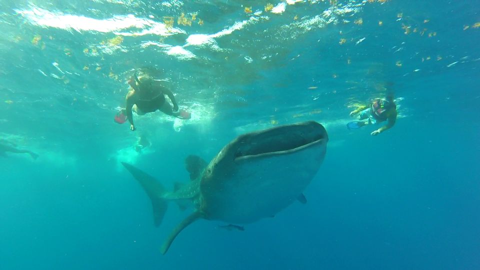 Riviera Maya: Whale Shark Tour - Customer Reviews and Recommendations