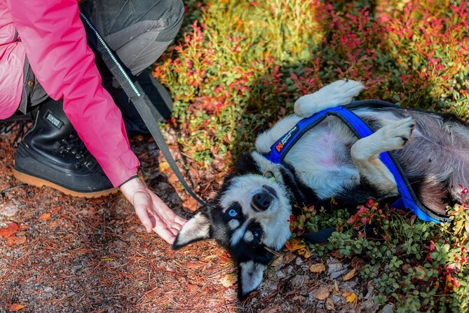 Rovaniemi: 6-10 Km Self-Driving Mushing Husky Safari Tour - Common questions