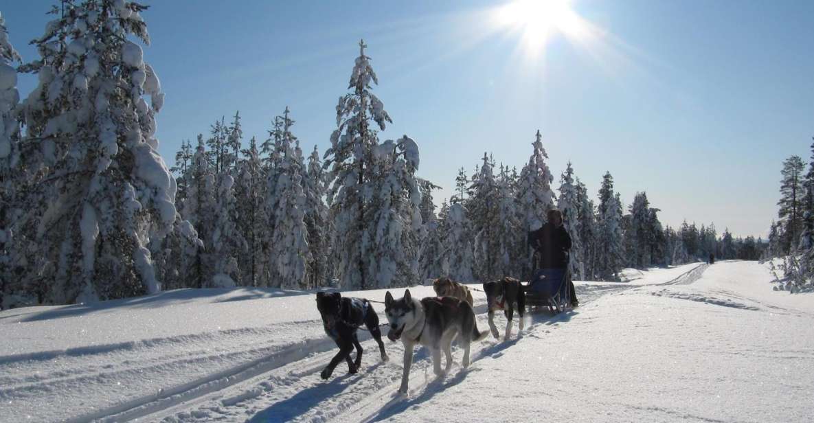 Rovaniemi: Apukka Husky Adventure - Specific Itinerary Notes