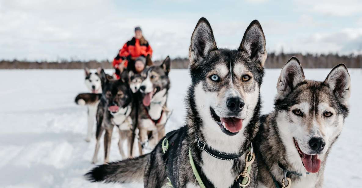 Rovaniemi: Family-Friendly Husky Sled Ride and Farm Visit - Directions to the Husky Farm