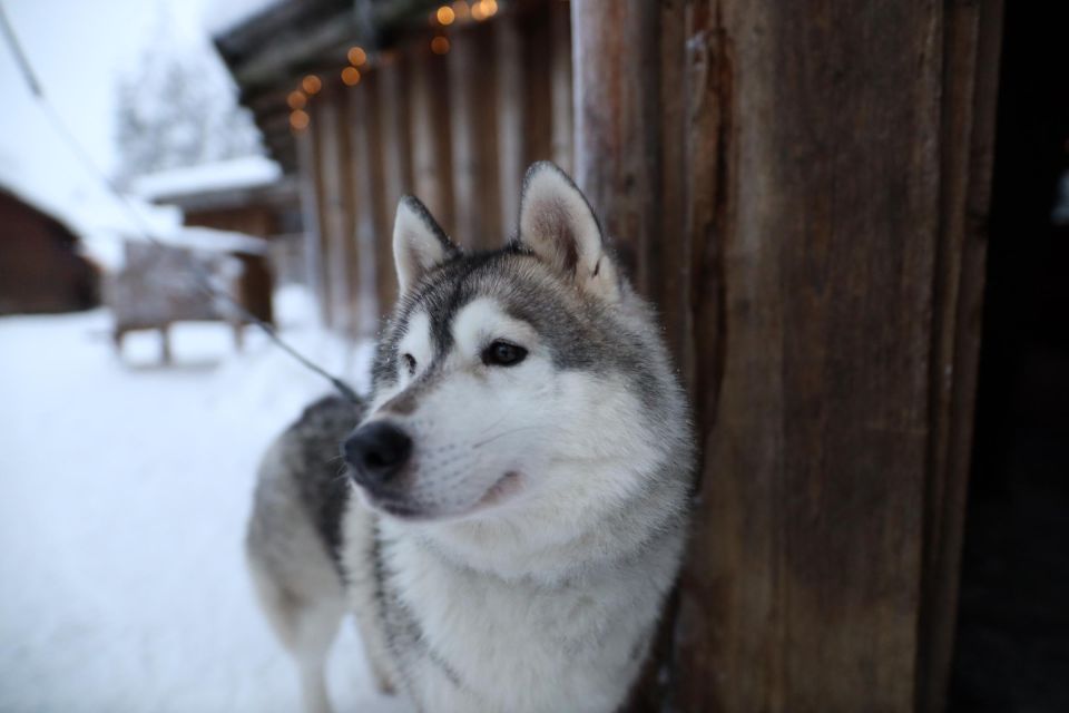 Rovaniemi: Husky and Reindeer Farm Visit With Sleigh Rides - Common questions