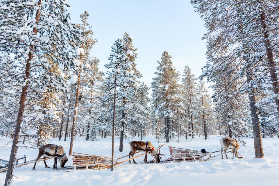 Rovaniemi: Husky Park and Reindeer Farm Combo by Minibus - Customer Reviews