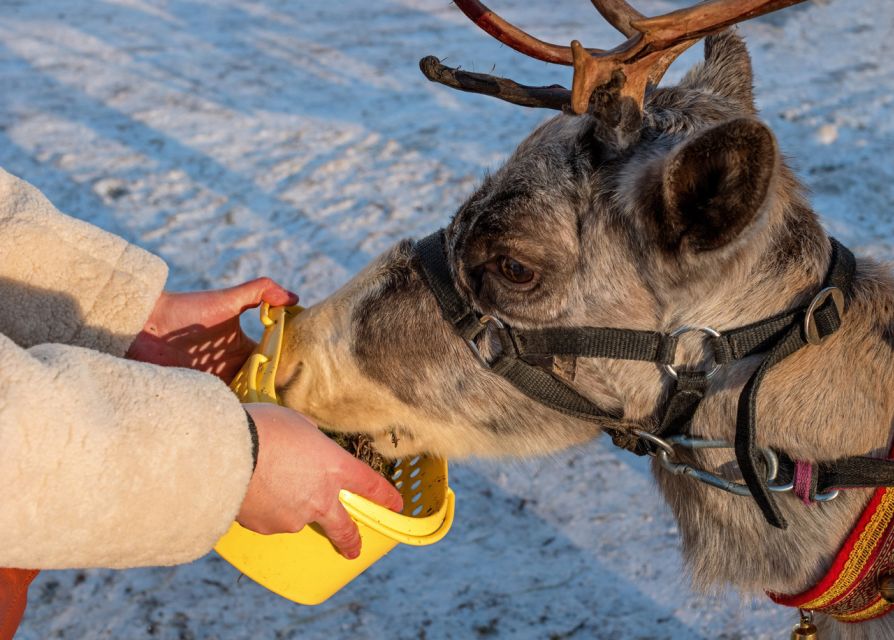 Rovaniemi: Husky & Reindeer Farm Visit With Snowmobile Ride - Activity Highlights