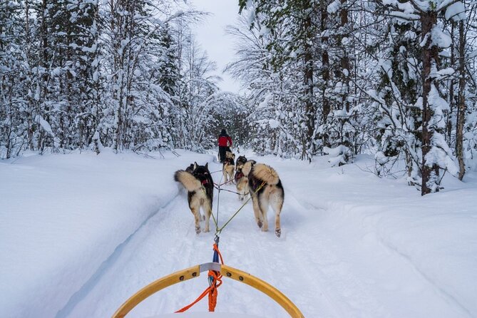 Rovaniemi: Husky Safari Tour & 6-10 Km Self-Driving Mushing - Common questions