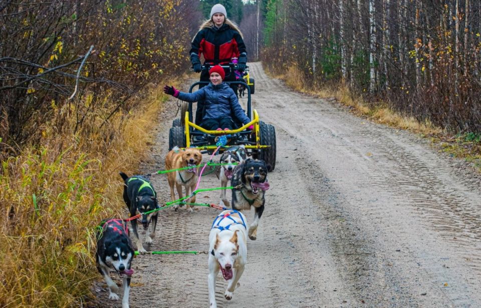 Rovaniemi: Husky Safari Tour & 6-10 Km Self-Driving Mushing - Customer Reviews