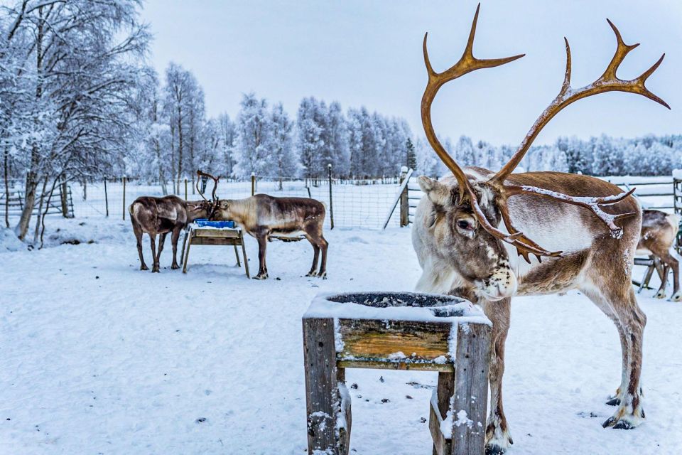 Rovaniemi: Local Reindeer Farm Visit With 2 Km Sleigh Ride - Exclusive Farm Visit Experience