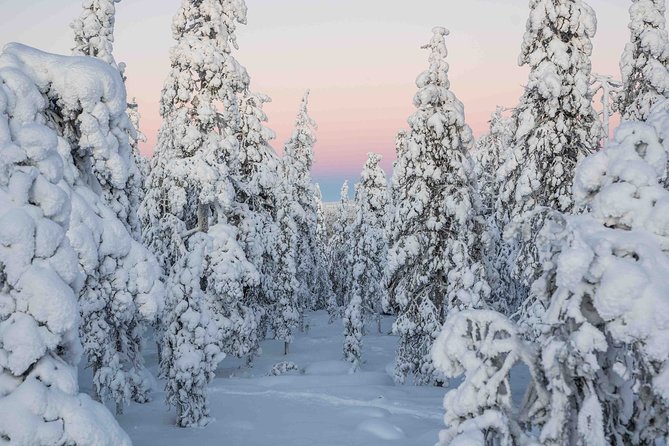 Rovaniemi Photography Tour - Reviews and Ratings Overview