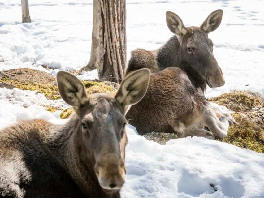 Rovaniemi: Ranua Zoo Small Group Tour & Buffet Lunch - Location and Other Details