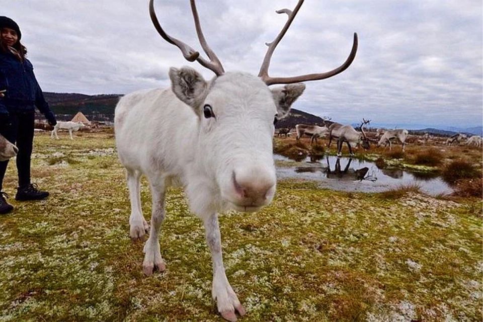 Rovaniemi: Reindeer Farm Visit in the Summer - Customer Reviews