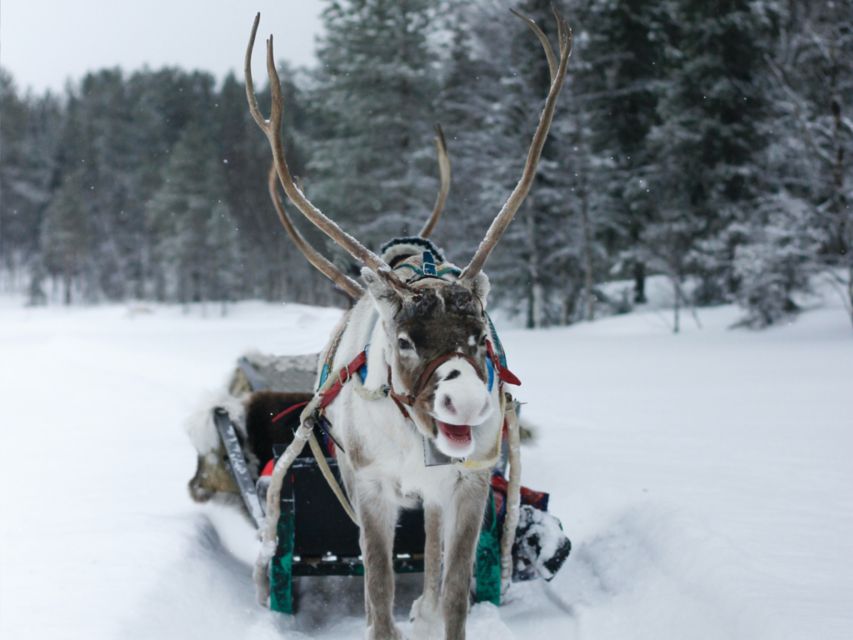 Rovaniemi: Reindeer Farm Visit & Short Sled Ride - Memorable Tour Highlights