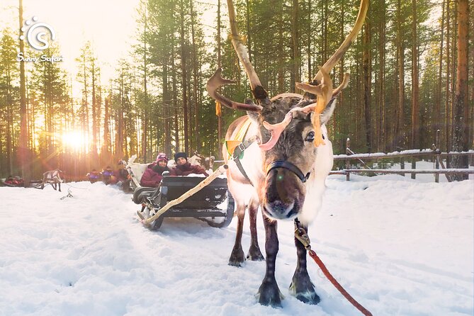 Rovaniemi Reindeer Sleigh Adventure - Logistics Information