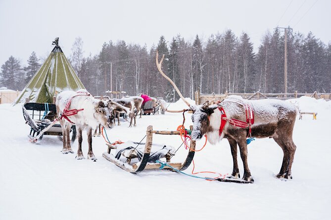 Rovaniemi Reindeer Sleigh Ride (Mar ) - Cancellation Policy Details