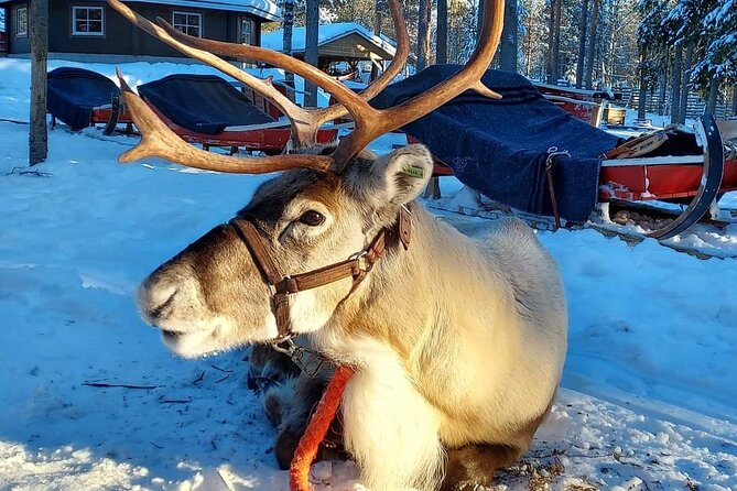Rovaniemi Reindeers Farm & Husky Safari Aurora BBQ Tour! - Cancellation Policy