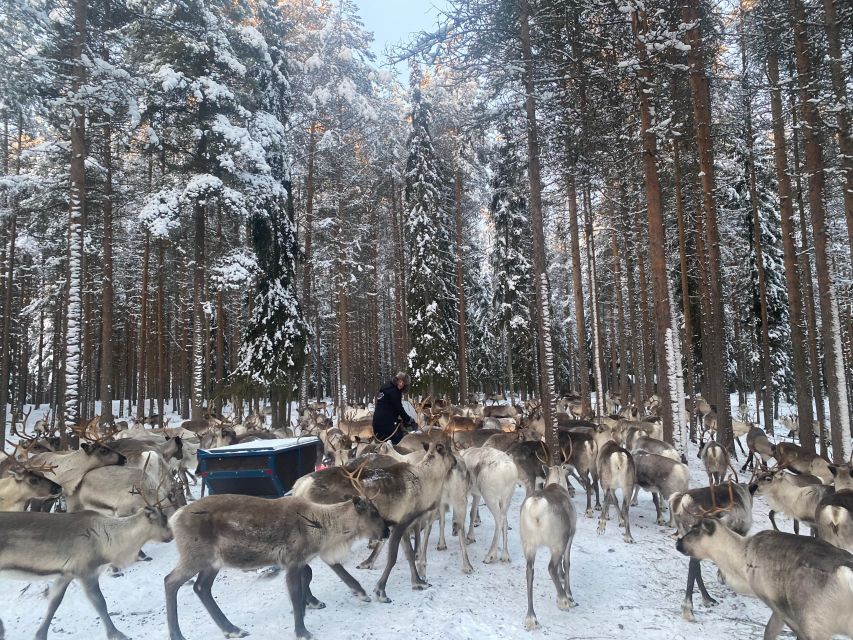 Rovaniemi: Santa Claus Village Tour Huskies & Reindeer Visit - Last Words