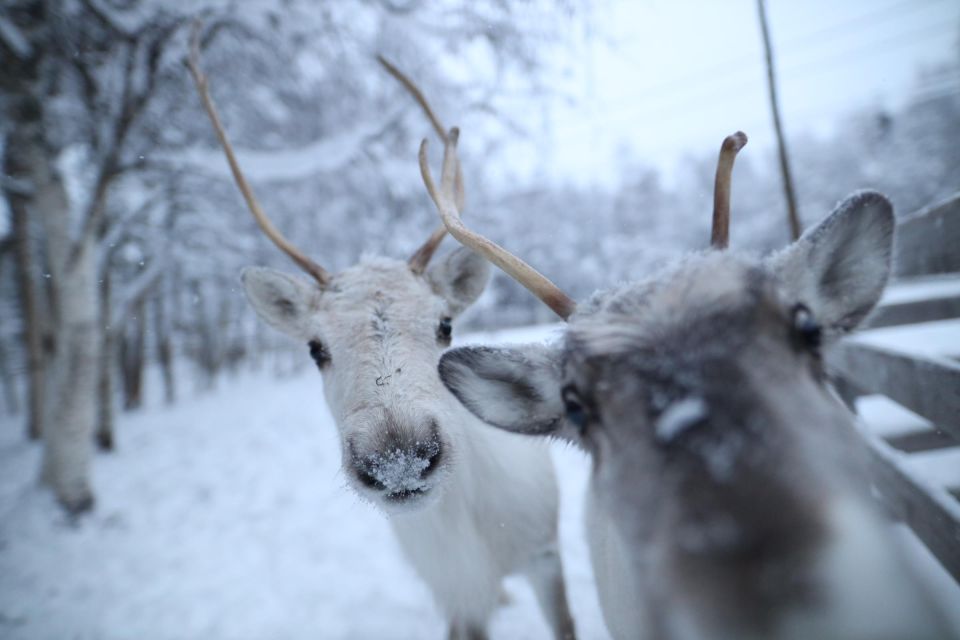 Rovaniemi: Santa Claus Village Tour & Reindeer & Husky Ride - Location and Booking Details