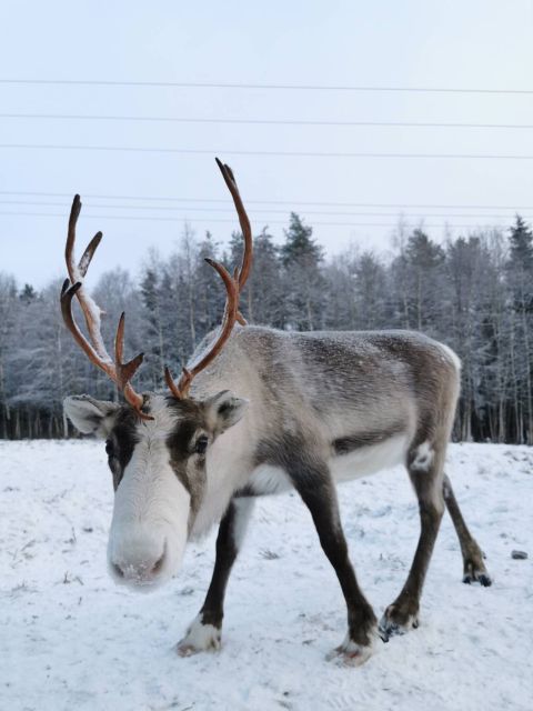 Rovaniemi: Santa's Reindeer, Huskies, Elf Farm & Aurora BBQ - Additional Information