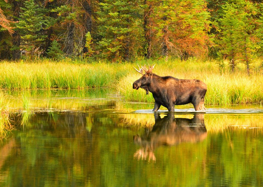Rovaniemi: Wild Moose Safari - Customer Reviews