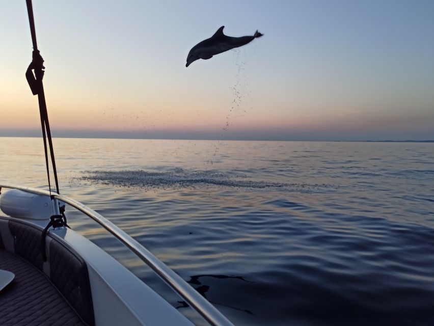 Rovinj: Dolphin Watching Sunset Speedboat Trip With Drinks - Tour Description