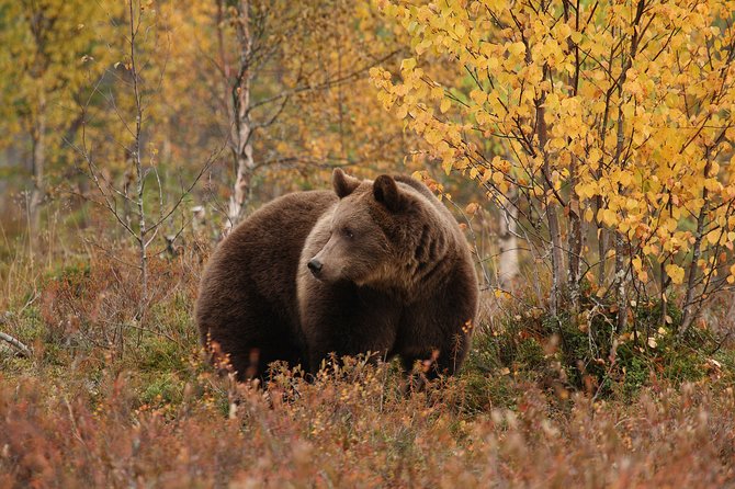 Safe Bear-Watching Experience at Night  - Finland - Traveler Reviews