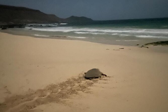 Sal Island: Sea Turtles Experience From Santa Maria - Safety Measures