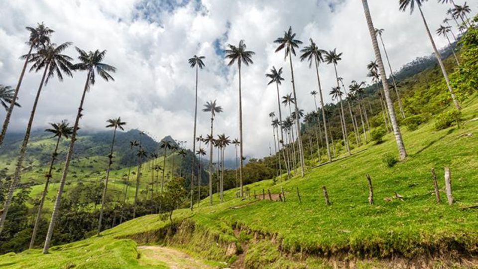 Salento and Cocora Valley Full Plan From Pereira or Armenia - Cheaper Intermediate Plan Available
