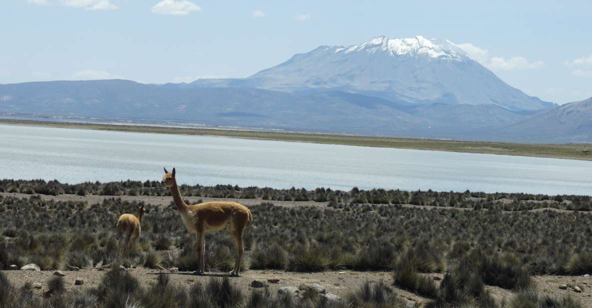 Salinas Salt Lagoon Private Tour: Day Trip From Arequipa - Detailed Tour Description and Itinerary